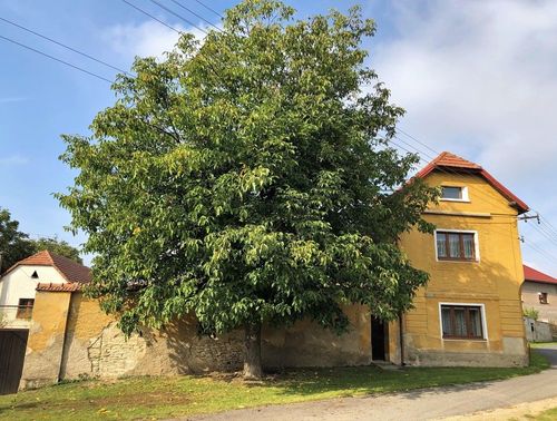 Fotografie nemovitosti - Prodej zemědělské usedlosti či prostorného RD, Račiněves, okres Litoměřice